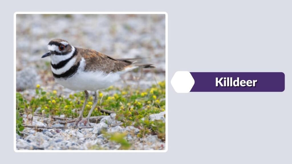  Killdeer