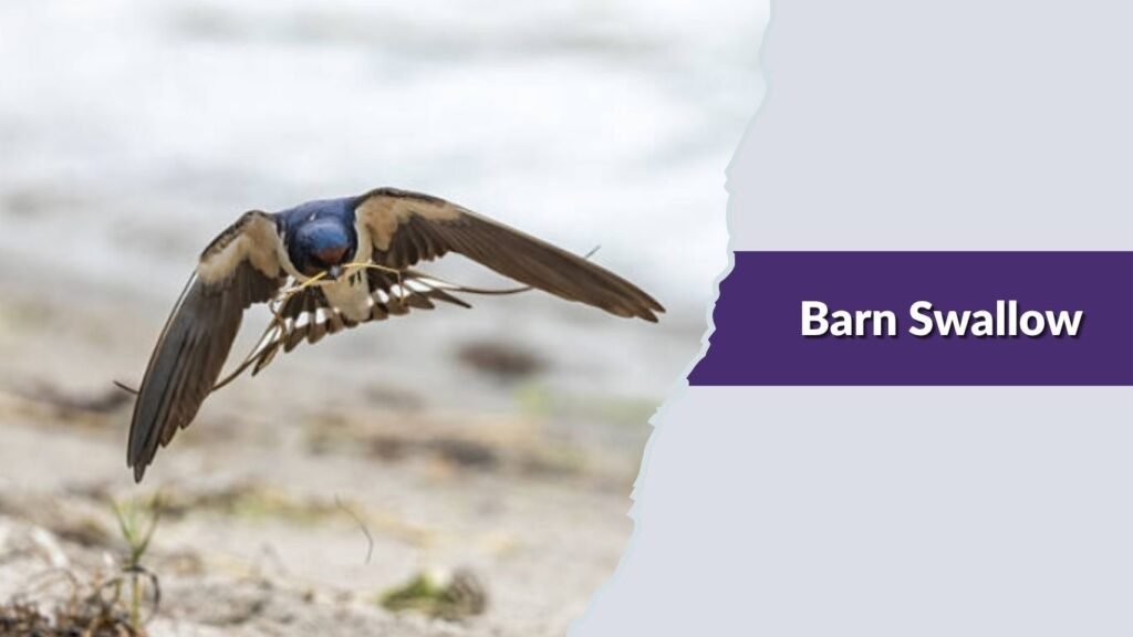  Barn Swallow