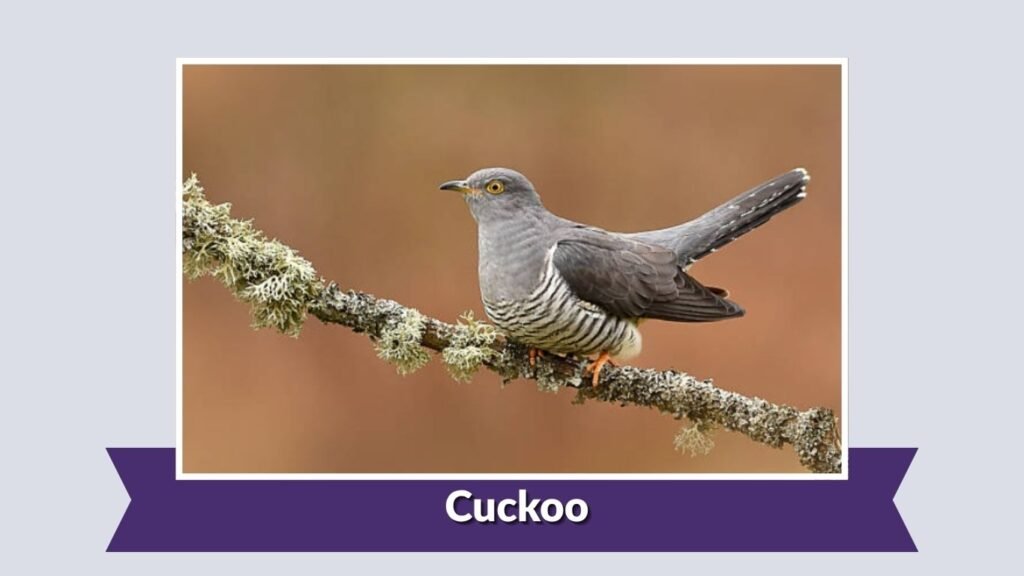  Cuckoo