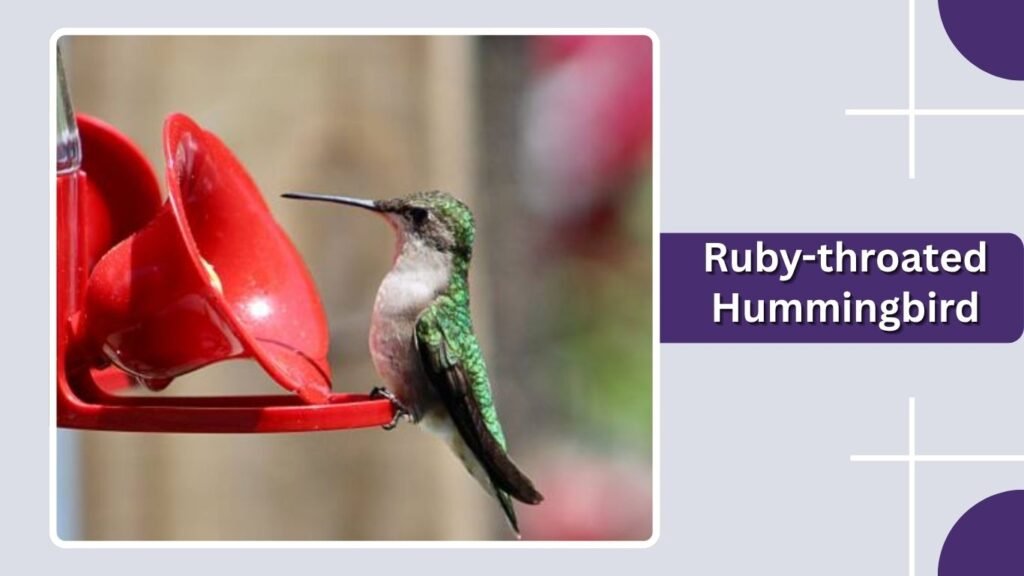 Ruby-throated Hummingbird