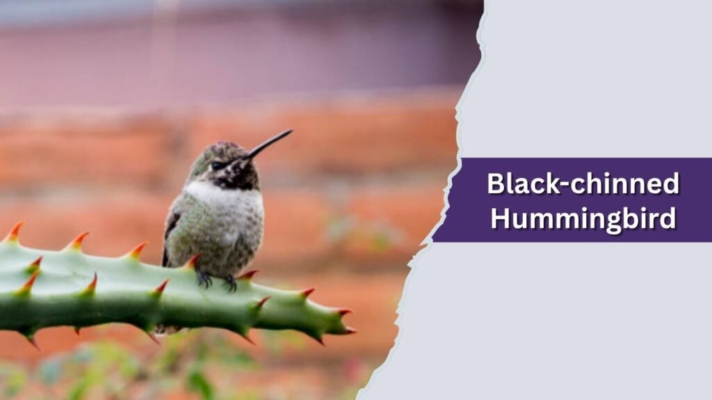 Black-chinned Hummingbird