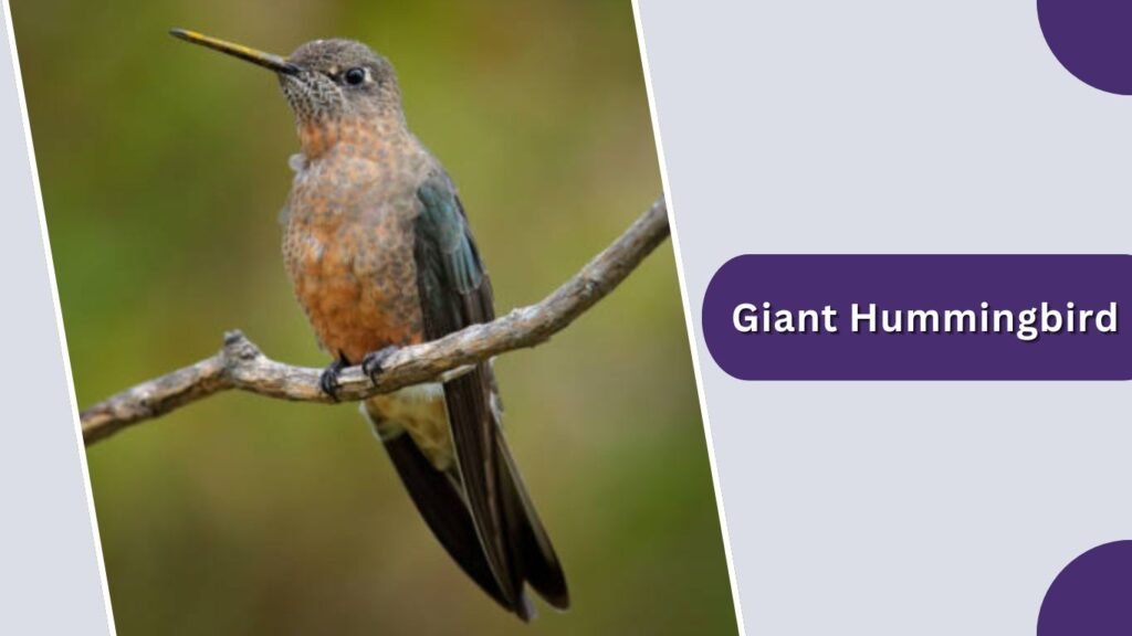  Giant Hummingbird