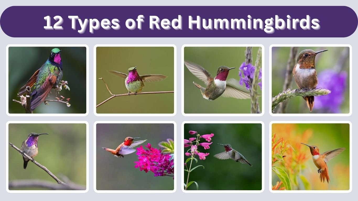 12 Types of Red Hummingbirds: Identification with Picture