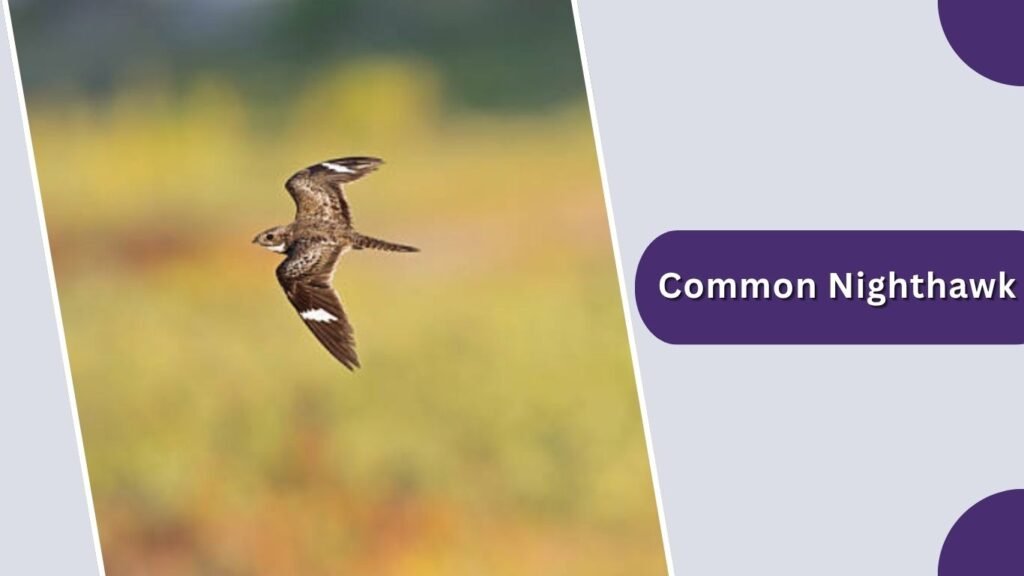 Common Nighthawk