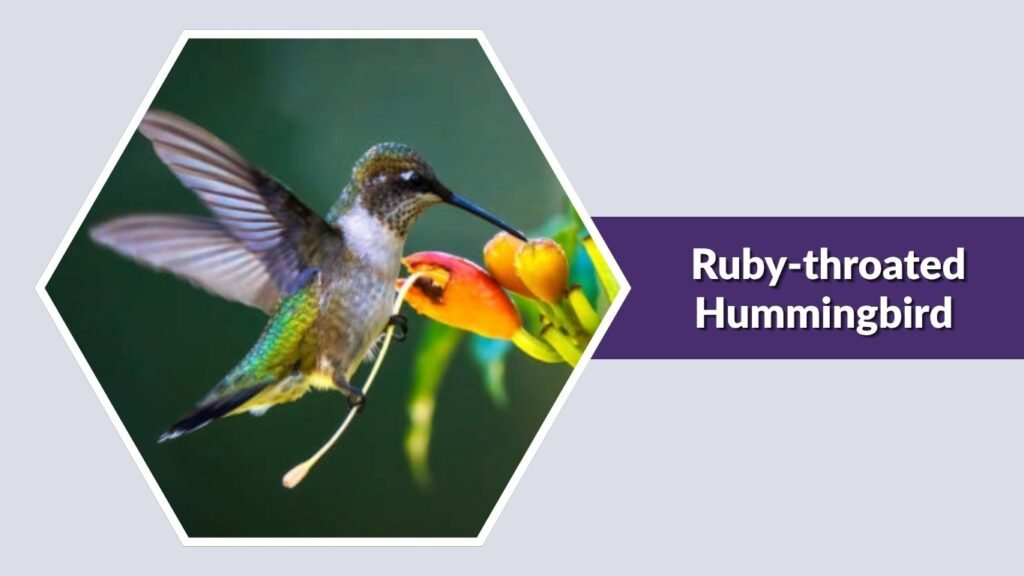 Ruby-throated Hummingbird
