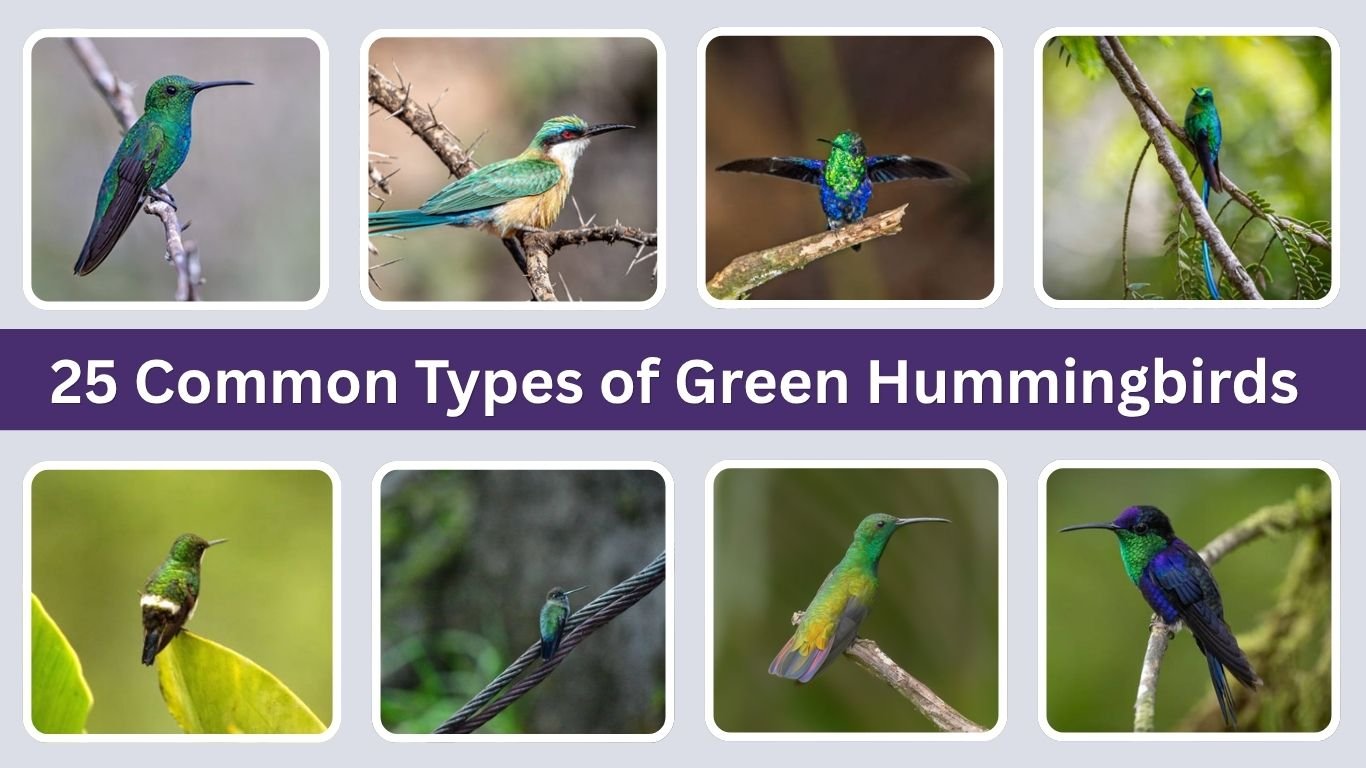 25 Common Types of Green Hummingbirds (ID with Picture)