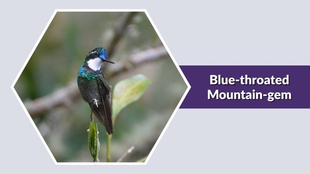 Blue-throated Mountain-gem