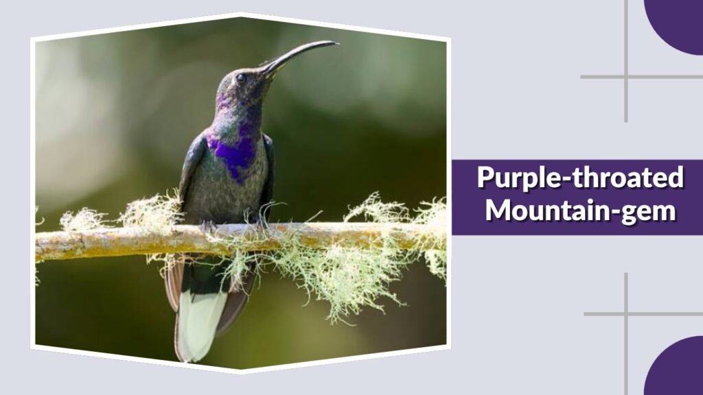 Purple-throated Mountain-gem