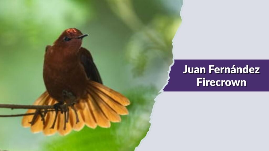Juan Fernández Firecrown