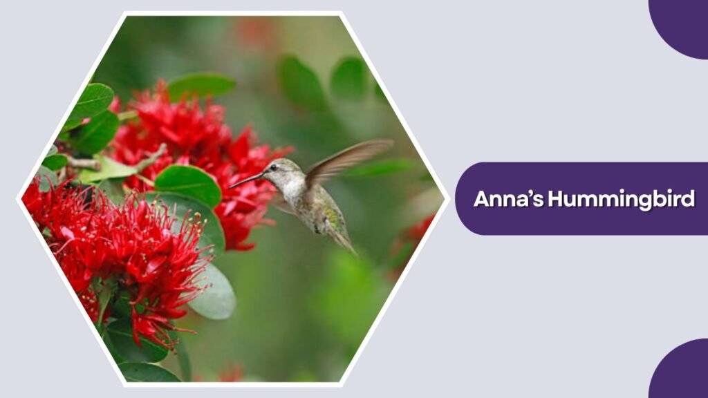 Anna’s Hummingbird