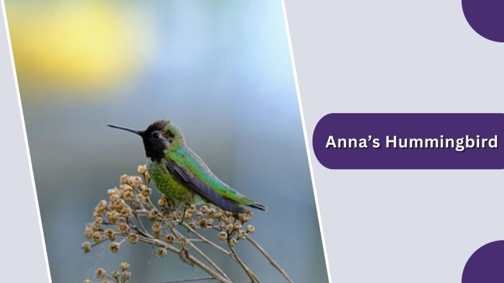  Anna’s Hummingbird