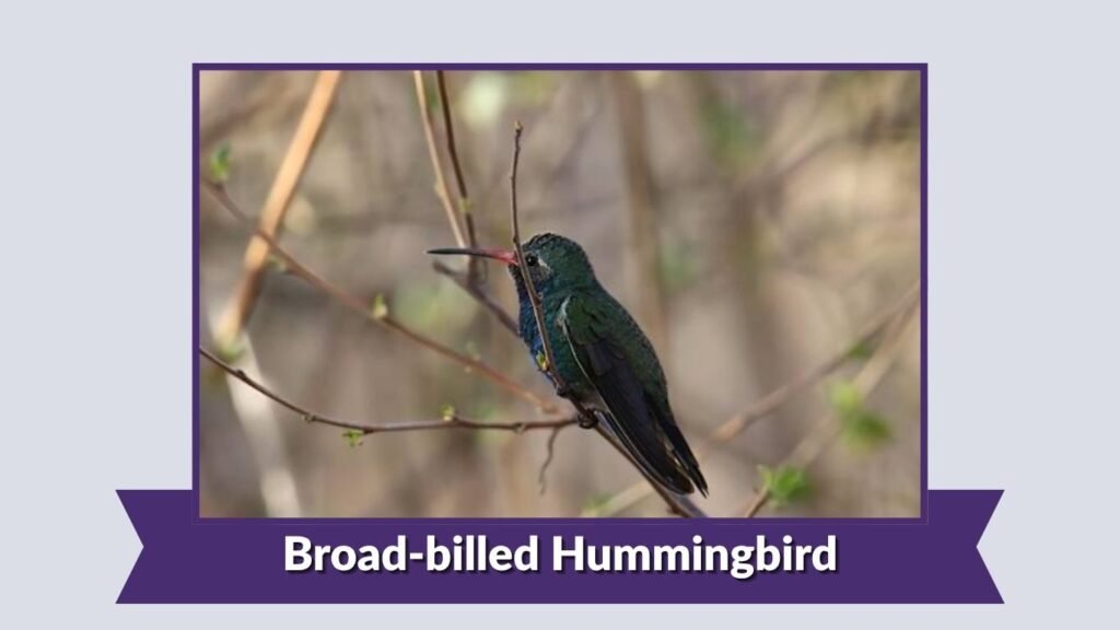 Broad-billed Hummingbird