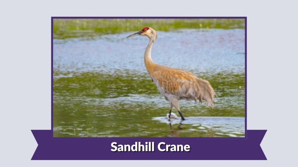 Sandhill Crane