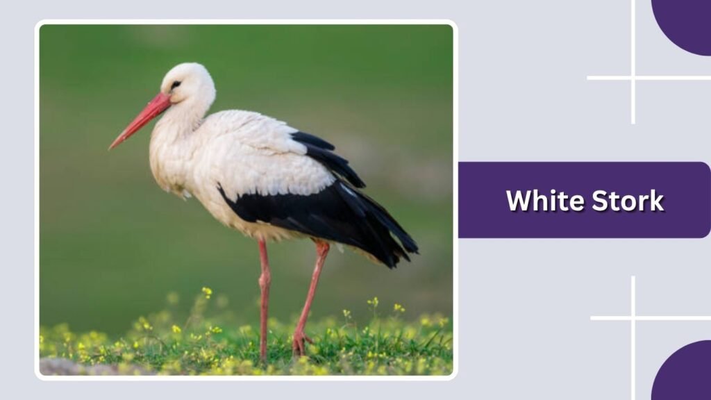  White Stork