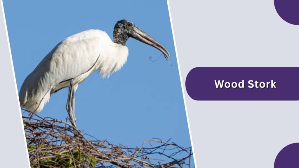 Wood Stork