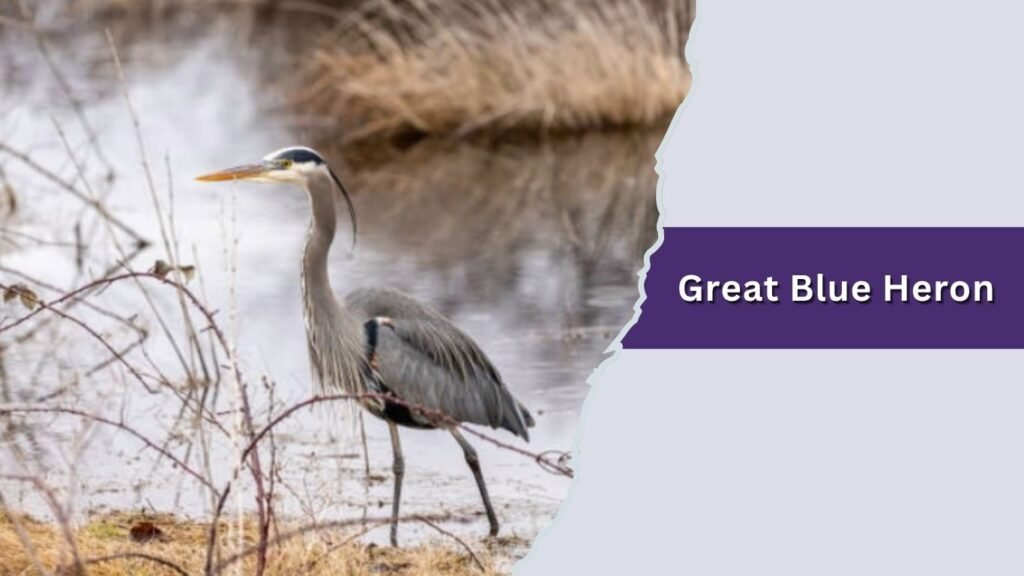 Great Blue Heron