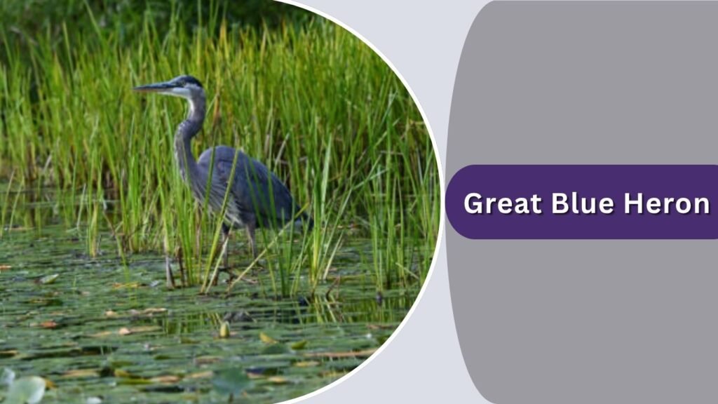 Great Blue Heron