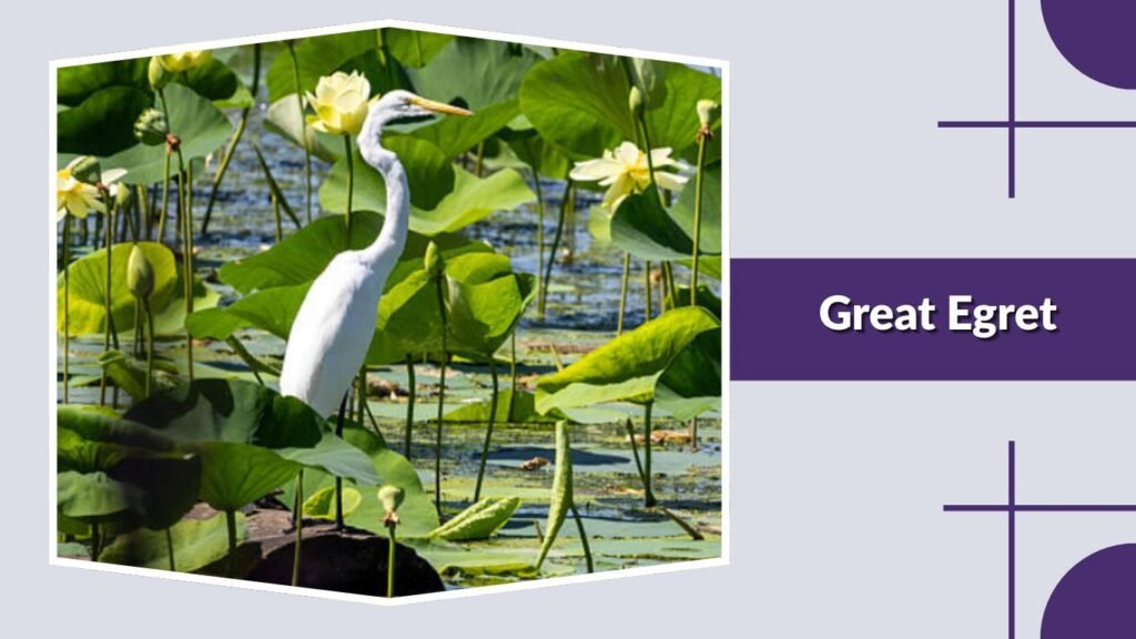  Great Egret