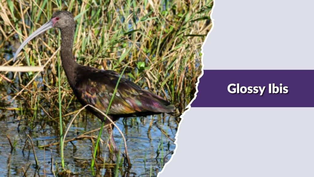 Glossy Ibis
