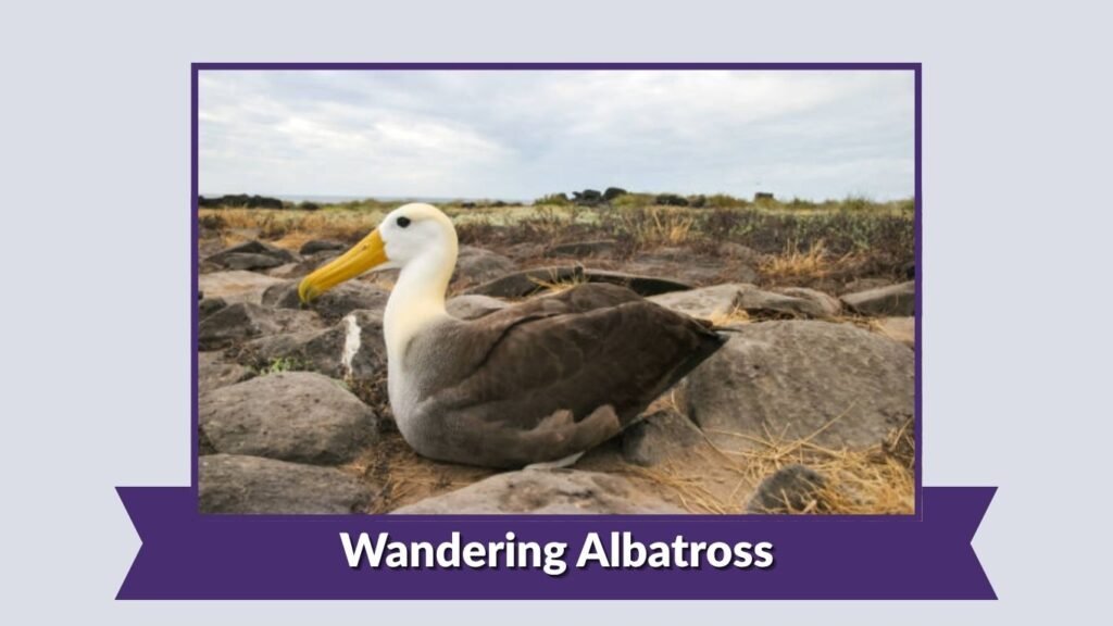 Wandering Albatross