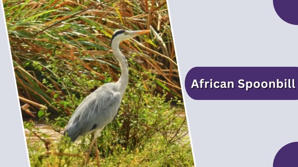 African Spoonbill