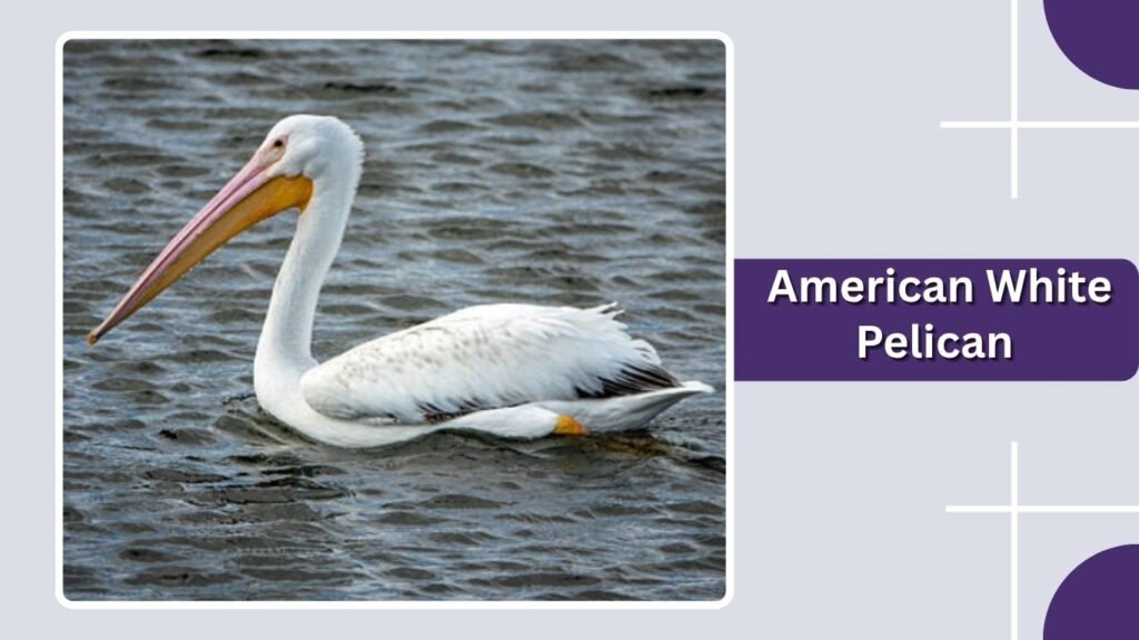 American White Pelican