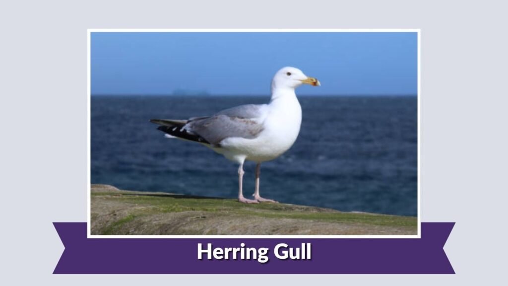 Herring Gull