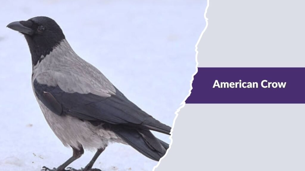 American Crow