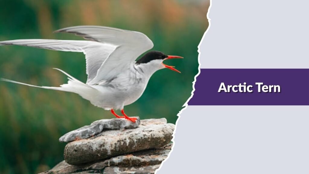 Arctic Tern