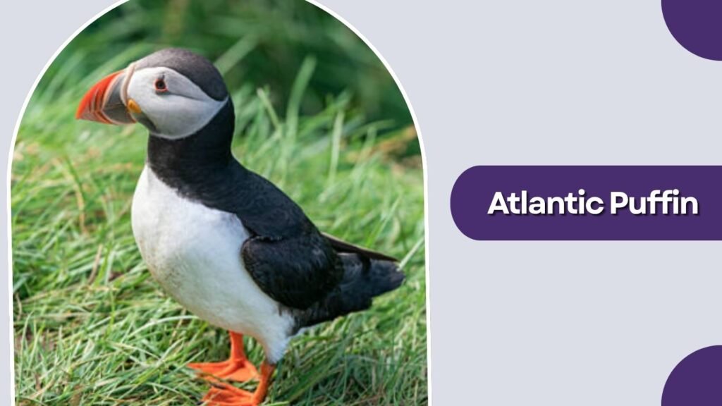 Atlantic Puffin