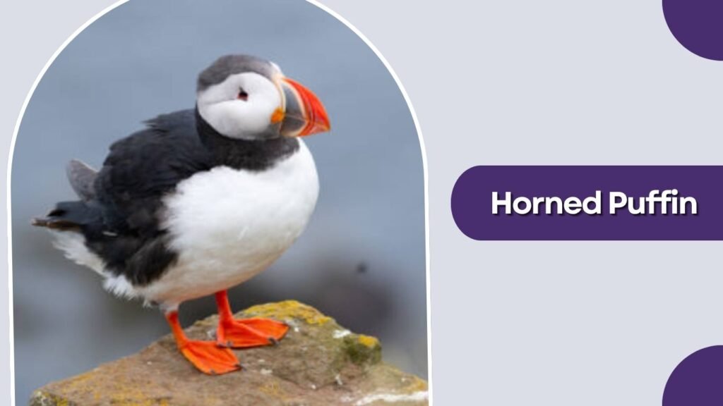 Horned Puffin