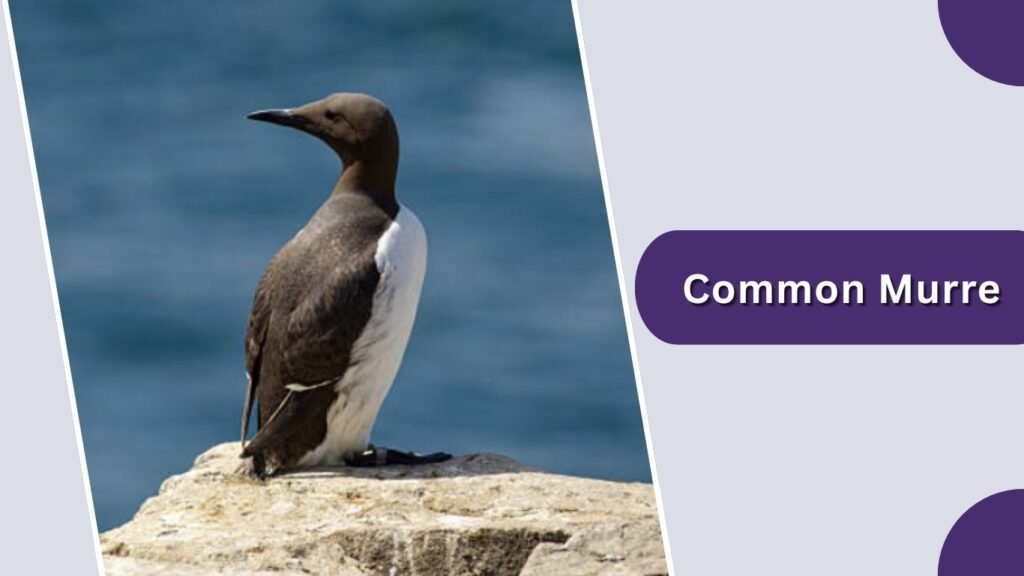 Common Murre