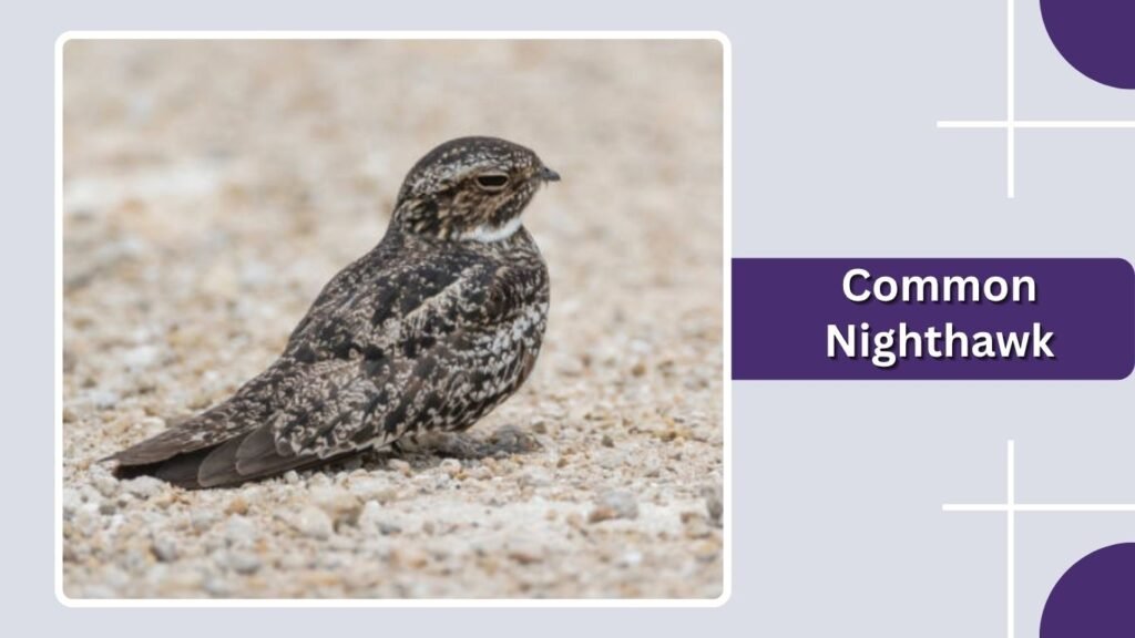 Common Nighthawk