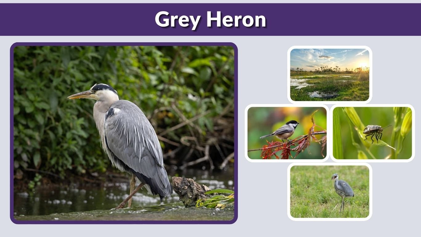 Grey Heron: Size, Habitat, Diet, Behavior & Facts