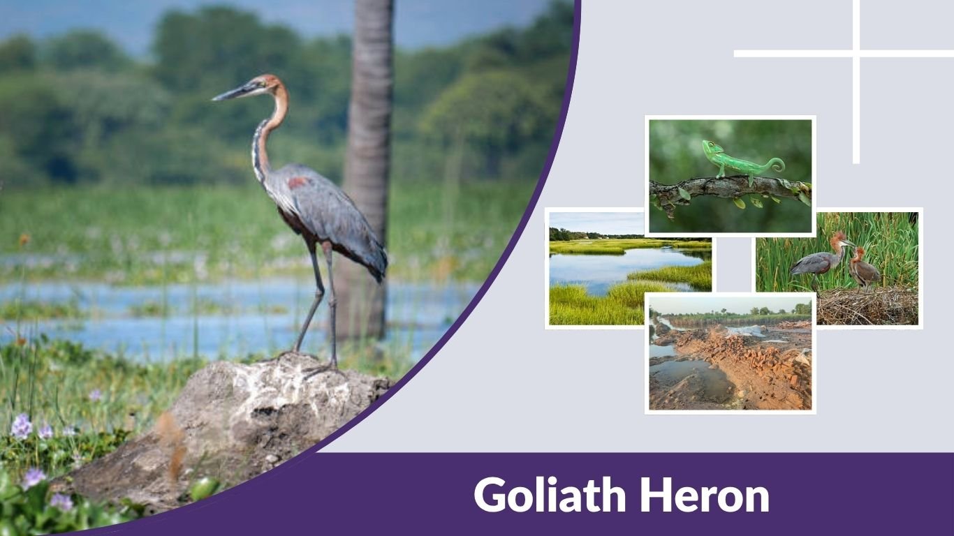 Goliath Heron: Habitat, Behavior, Diet, Size & Key Facts