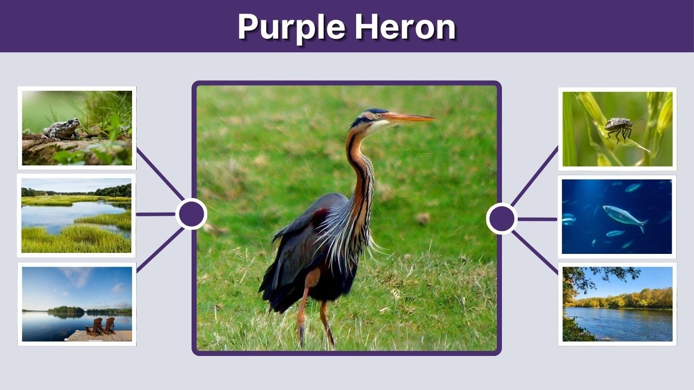 Purple Heron: Facts, Habitat, Diet and Identification Tips