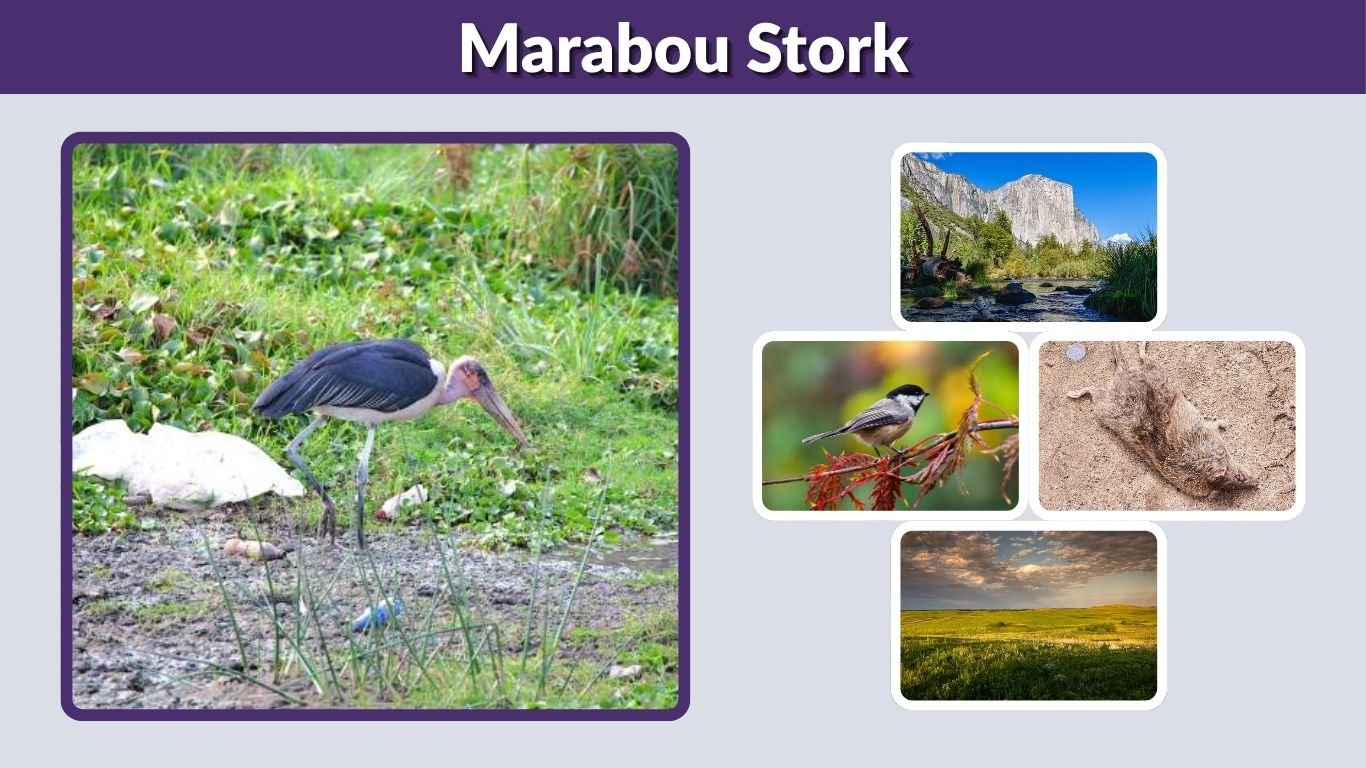 Marabou Stork: Size, Diet, Habitat, Behavior and Facts