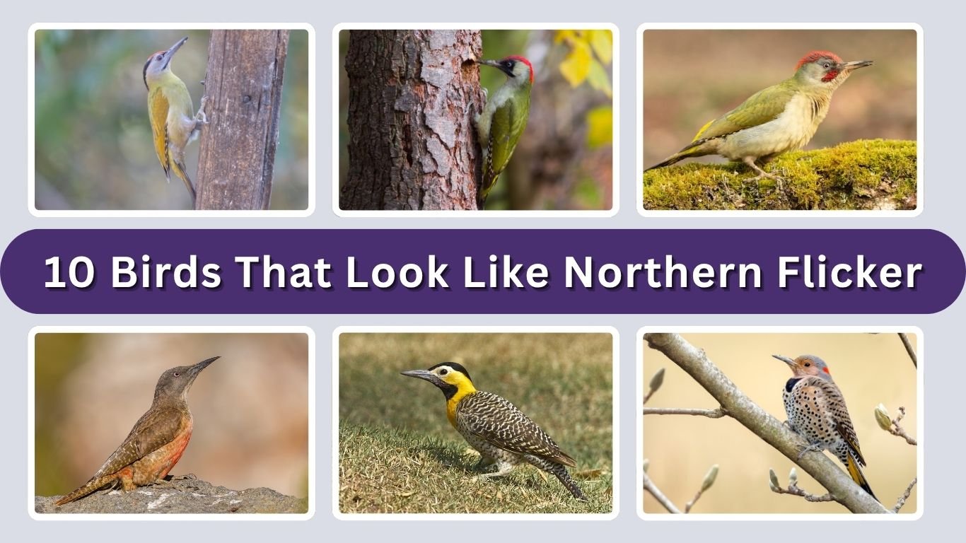 10 Birds That Look Like Northern Flicker (ID with Picture)