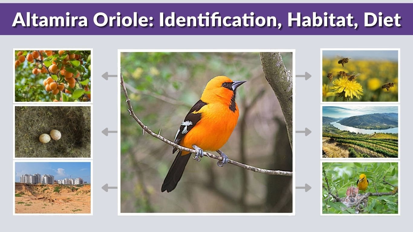Altamira Oriole: Identification, Habitat, Diet, Nesting & Facts