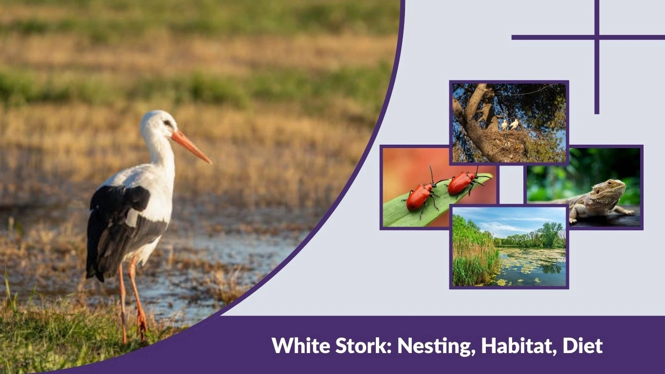 White Stork: Nesting, Habitat, Diet & Fascinating Facts