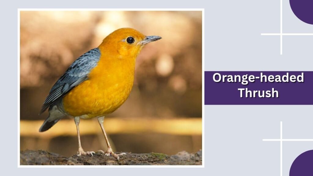 Orange-headed Thrush
