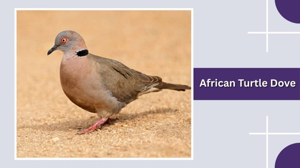  African Turtle Dove