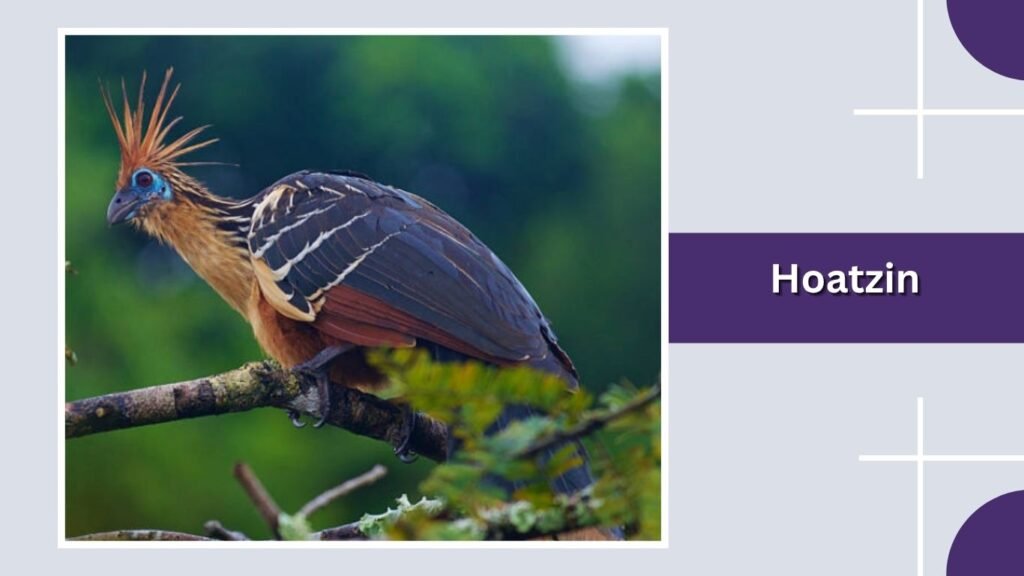 Hoatzin