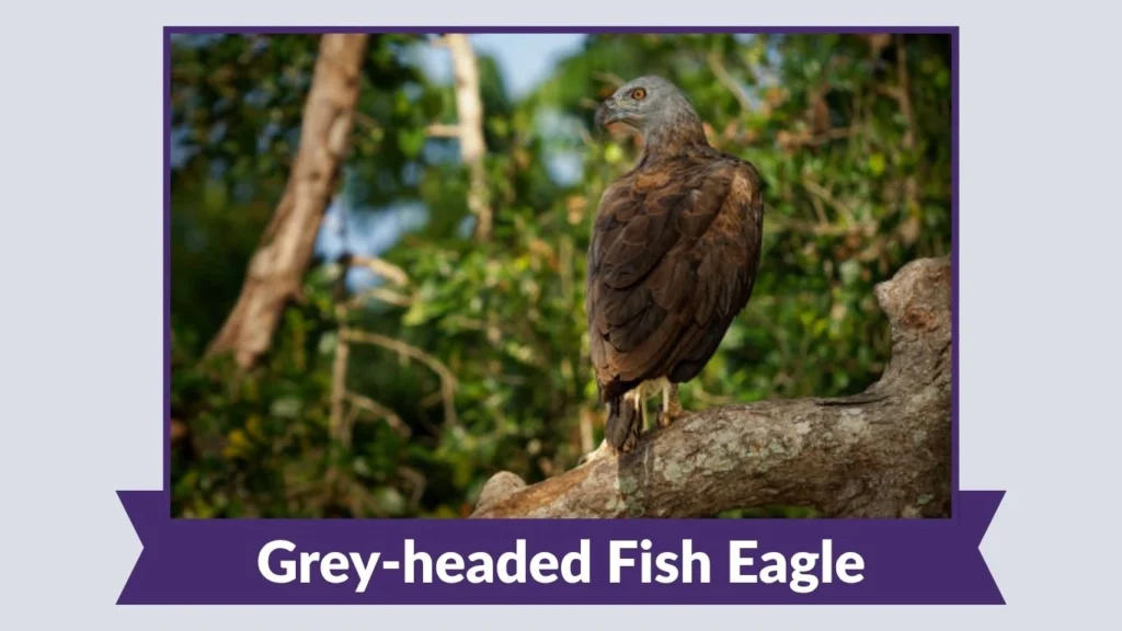 Grey-headed Fish Eagle