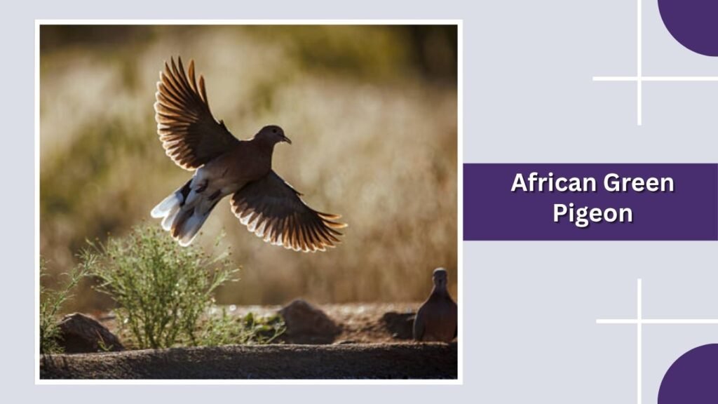African Green Pigeon
