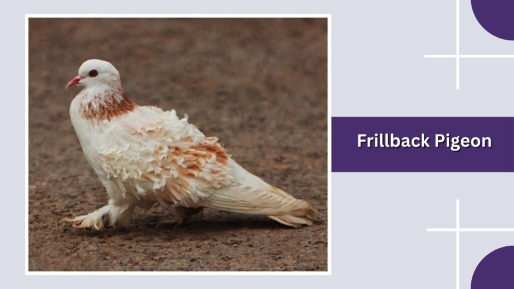 Frillback Pigeon