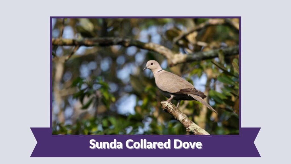 Sunda Collared Dove