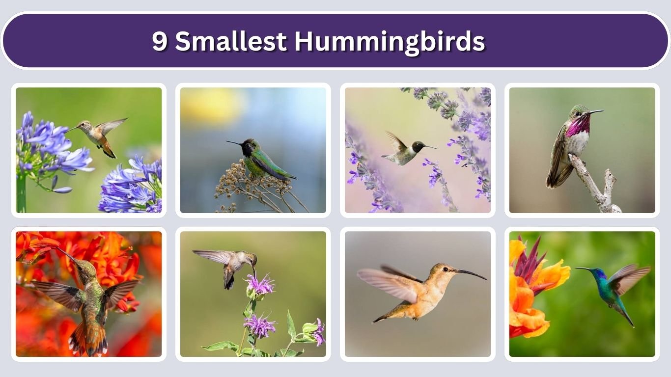 9 Smallest Hummingbirds: Identification with Pictures 