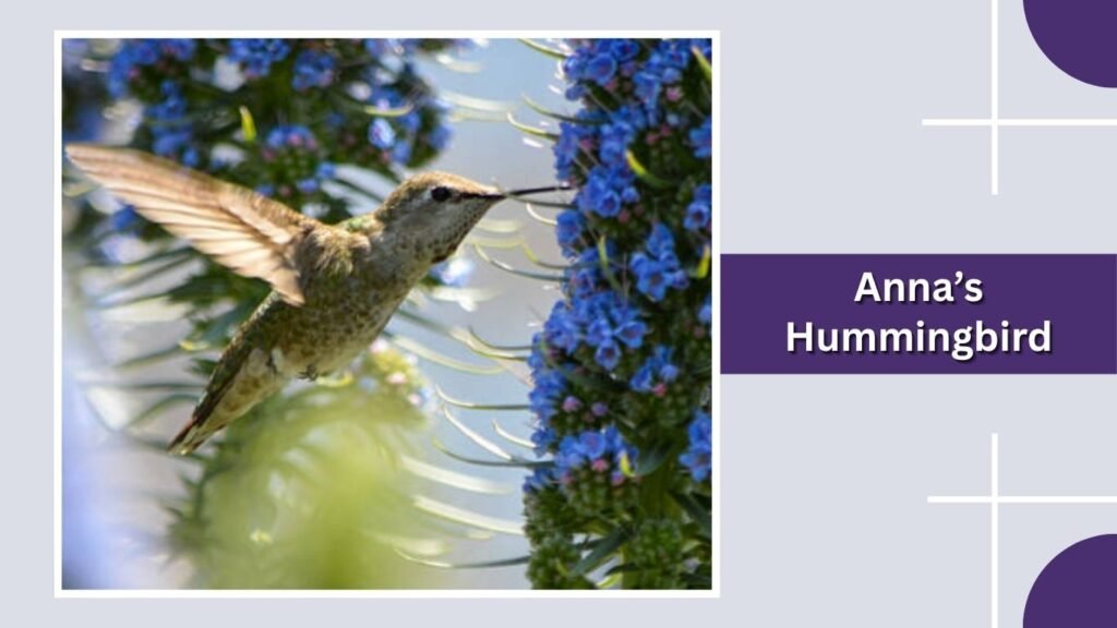  Anna’s Hummingbird