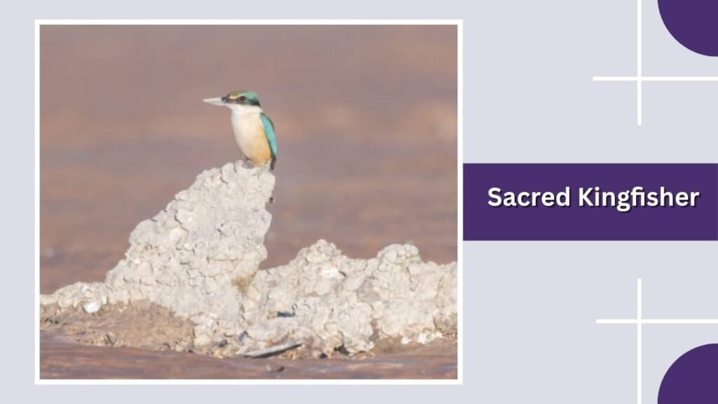 Sacred Kingfisher